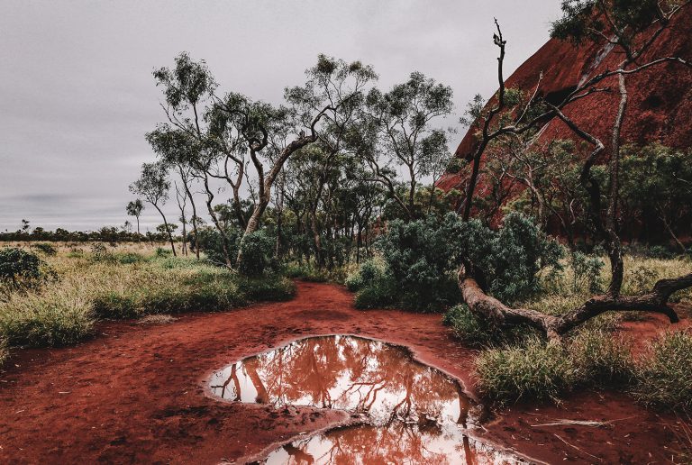 Knorrige Bäume und rote Pfützen in der australischen Wildnis