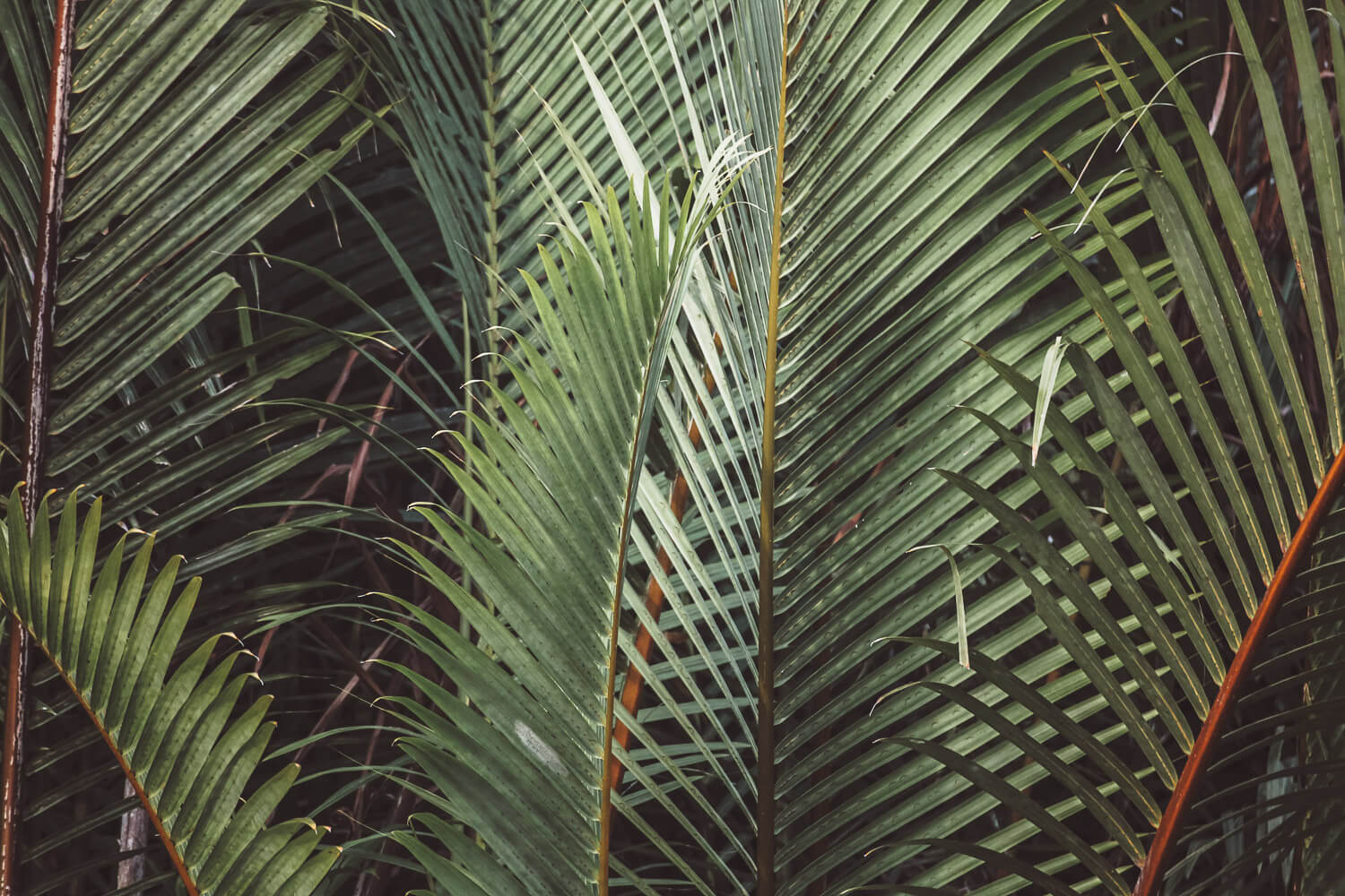 MA41
