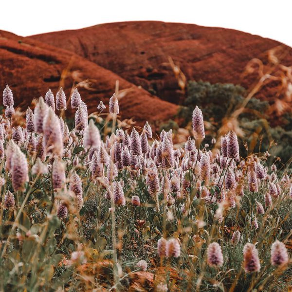 Landschaftsfoto einer blühenden Blumenwiese vor dem Ayers Rock im Zentrum Australiens